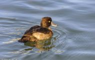 Tiere, Vögel - Gänsevögel  Reiherente_Aythya fuligula_Tufted Duck 04.JPG