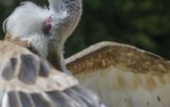 Tiere, Vögel - Greifvögel Gänsegeier_Gyps fulvus_Griffon Vulture 04.JPG