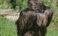 Tiere, Vögel - Greifvögel Gänsegeier_Gyps fulvus_Griffon Vulture 05.JPG