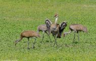 Tiere, Vögel - Kranichvögel  Kanadakranich_Grus canadensis_Sandhill Crane 06.JPG