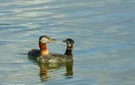 Tiere, Vögel - Lappentaucher  Rothalstaucher_Podiceps grisegena_Red-necked Grebe 01.JPG