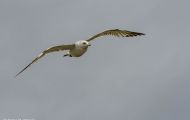 Tiere, Vögel - Regenpfeiferartige Vögel  Polarmöwe_Larus glaucoides_Iceland Gull 02.JPG