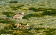 Tiere, Vögel - Regenpfeiferartige Vögel  Schlammtreter_Catoptrophorus semipalmatus_Willet 03.JPG