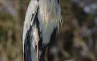 Tiere, Vögel - Ruderfüßer  Graureiher_Ardea cinerea_Grey Heron 01.JPG