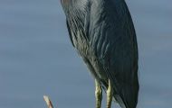 Tiere, Vögel - Ruderfüßer  Grünreiher_Butorides virescens_Green Heron 03.JPG