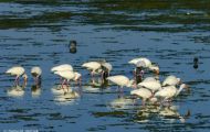 Tiere, Vögel - Ruderfüßer  Schneesichler_Eudocimus albus_White Ibis 01.JPG