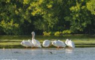 Tiere, Vögel - Ruderfüßer  Weißer Pelikan_Pelecanus erythrorhynchos_American White Pelican 08.JPG