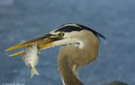 Tiere, Vögel - Schreit- und Storchenvögel  Amerikanischer Graureiher_Ardea herodias_Great Blue Heron 01.JPG