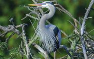 Tiere, Vögel - Schreit- und Storchenvögel  Amerikanischer Graureiher_Ardea herodias_Great Blue Heron 02.JPG