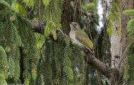 Tiere, Vögel - Spechtvögel  Grünspecht_Picus viridis_Green Woodpecker 02.JPG