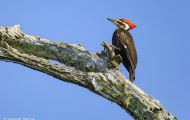 Tiere, Vögel - Spechtvögel  Helmspecht_Dryocopus pileatus_Pileated Woodpecker 03.JPG