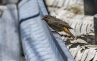 Tiere, Vögel - Sperlingsvögel  Hausrotschwanz_Phoenicurus ochruros_Black Redstart 06.JPG