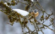 Tiere, Vögel - Sperlingsvögel  Kleiber_Sitta europaea_European Nuthatch 04.JPG