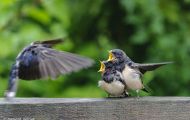 Tiere, Vögel - Sperlingsvögel  Rauchschwalbe_Hirundo rustica_Barn Swallow 05.JPG