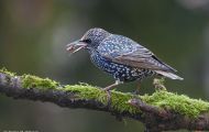 Tiere, Vögel - Sperlingsvögel  Star_Sturnus vulgaris_Common Starling 04.JPG