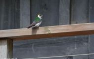 Tiere, Vögel - Sperlingsvögel  Veilchenschwalbe_Tachycineta thalassina_Violet-green Swallow 01.JPG