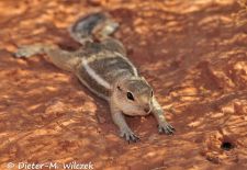Ziesel in Nordamerika - Weissschwanz-Antilopenziesel, Valley of Fire SP, Utah.JPG