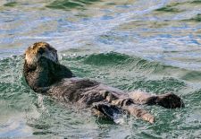 Wildlife in Alaska - Seeotter
