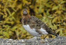 Alaskas Tierwelt - Artenvielfalt im hohen Norden - Alpenschneehuhn.JPG