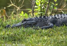 Alligatoren in Florida - Missisippi Alligator, US 41 Tamiami Trail South 1.JPG