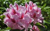 Gärten & Parks - Staudenpflanzen Rhododendron mit rosafarbenen Blüten 03.JPG