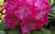Gärten & Parks - Staudenpflanzen Rhododendron mit weinroten Blüten 01.JPG
