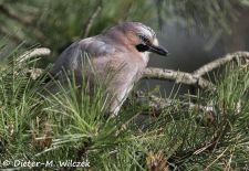 Heimische Gartenvögel - Gefiederte Freunde - Eichelhäher.JPG