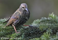 Heimische Gartenvögel - Gefiederte Freunde - Star.JPG