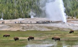 Tatonka - Der nordamerikanische Bison - Bisonherde im Yellowstone Nat'l Park vor Geysir.JPG