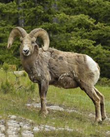 Tiere der kanadischen Rocky Mountains - Dickhornschafwidder, Lake Minnewanka Drive.JPG