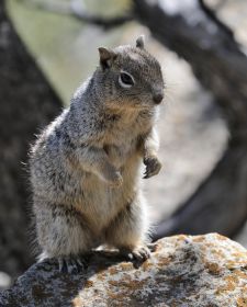 Tiere der kanadischen Rocky Mountains - Felsenziesel, Kootenay National Park.JPG