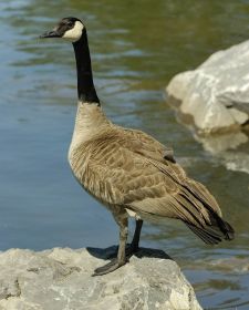 Tiere der kanadischen Rocky Mountains - Kanadagans, Vermillion Lakes.JPG
