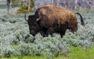 Tiere, Säugetiere - Huftiere  Amerikanischer Bison_Bison bison_Bison 04.JPG