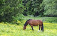 Tiere, Säugetiere - Huftiere  Bayerisches Warmblut_Bavarian Warmblood 04.JPG