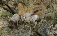 Tiere, Säugetiere - Huftiere  Dickhornschafwidder_Ovis canadensis_Bighorn Sheep 05.JPG