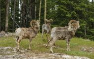 Tiere, Säugetiere - Huftiere  Dickhornschafwidder_Ovis canadensis_Bighorn Sheep 09.JPG