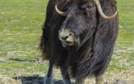 Tiere, Säugetiere - Huftiere  Moschusochse_Ovibos moschatus_Muskox 05.JPG