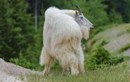 Tiere, Säugetiere - Huftiere  Schneeziege_Oreamnos americanus_Mountain Goat 05.JPG