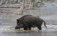 Tiere, Säugetiere - Huftiere  Wildschwein_Sus scrofa_Wild Boar 04.JPG