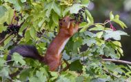 Tiere, Säugetiere - Nagetiere  Europäisches Eichhörnchen_Sciurus vulgaris_Eurasian Red Squirrel 08.JPG