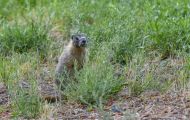 Tiere, Säugetiere - Nagetiere  Gelbbauchmurmeltier_ Marmota flaviventris_Yellow Bellied Marmot 07.JPG