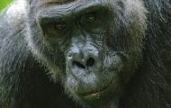 Tiere, Säugetiere - Primaten  Gorilla_Gorilla_Gorilla 04.JPG