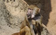 Tiere, Säugetiere - Primaten  Pavian_Papio_Baboon 07.JPG