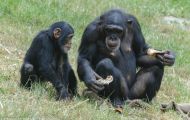 Tiere, Säugetiere - Primaten  Schimpanse_Pan troglodytes_Common Chimpanzee 04.JPG