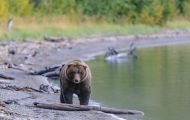 Tiere, Säugetiere - Raubtiere  Braunbär_Ursus arctos_Brown (Grizzly) Bear 17.JPG