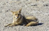 Tiere, Säugetiere - Raubtiere  Kojote_Canis latrans_Coyote 04.JPG