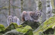Tiere, Säugetiere - Raubtiere  Luchs_Lynx lynx_Lynx 01.JPG
