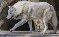 Tiere, Säugetiere - Raubtiere  Polarwolf_Canis lupus arctos_Arctic Wolfe 04.JPG