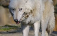 Tiere, Säugetiere - Raubtiere  Polarwolf_Canis lupus arctos_Arctic Wolfe 05.JPG