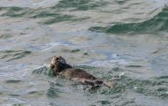 Tiere, Säugetiere - Raubtiere  Seeotter_Enhydra lutris_Sea Otter 08.JPG